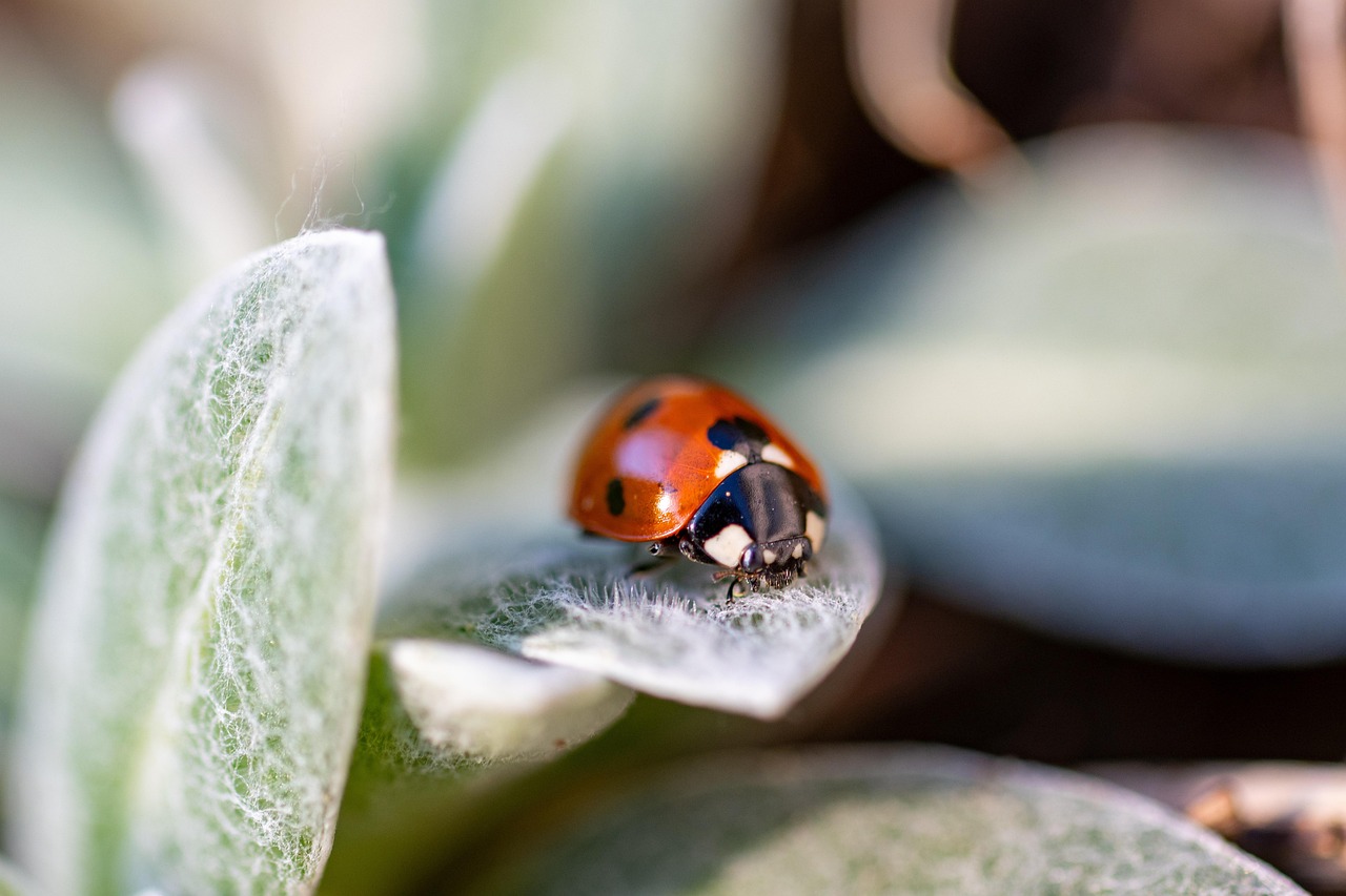 The Economic Value of Indoor Ladybug Encounters (image credits: pixabay)