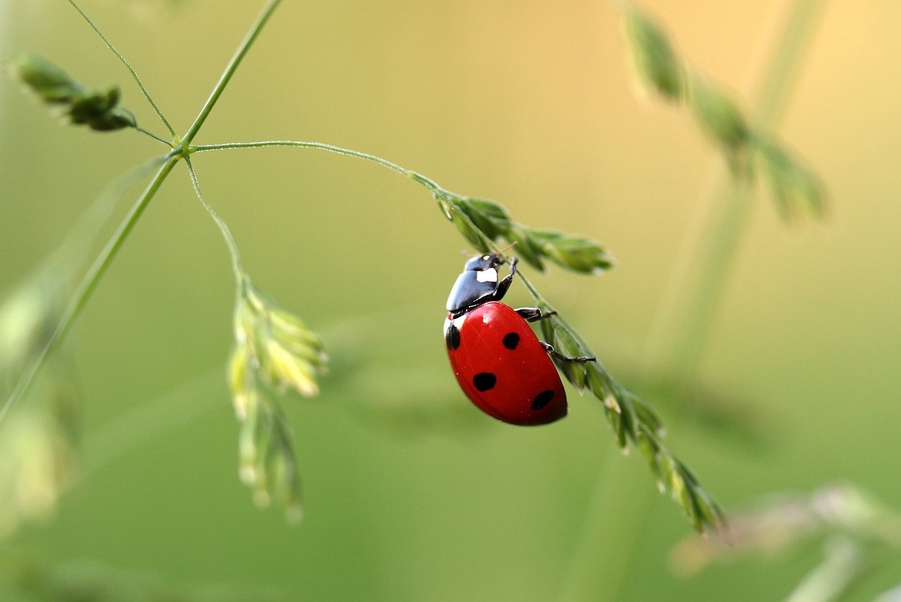 The Hidden Ecosystem Services They Provide (image credits: pixabay)
