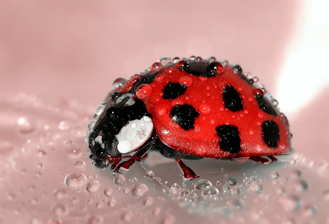 When Indoor Ladybugs Signal Seasonal Changes (image credits: pixabay)