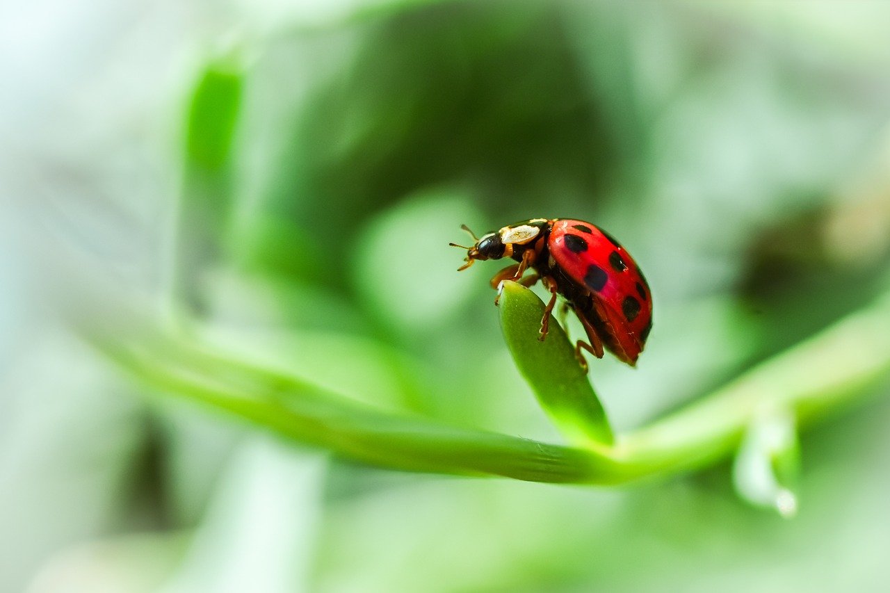 The Connection Between Indoor Ladybugs and Garden Health (image credits: pixabay)