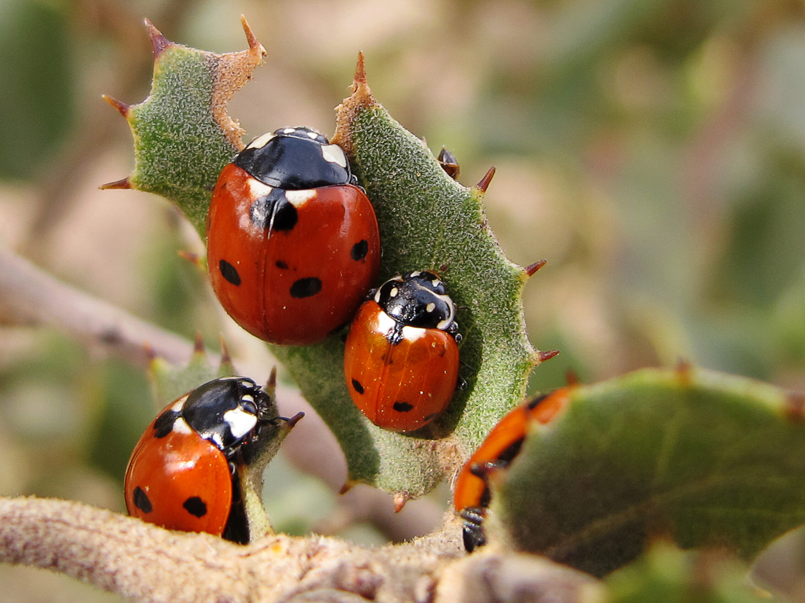 The Psychological Benefits of Ladybug Encounters (image credits: wikimedia)