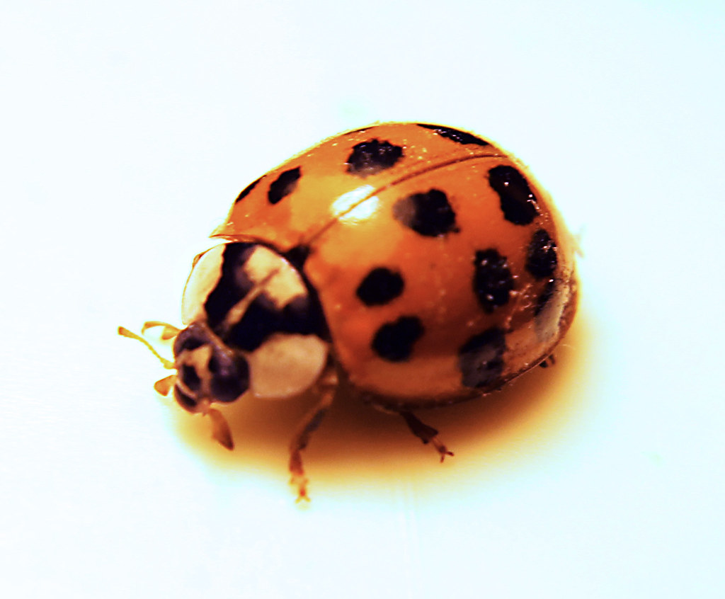 Why Ladybugs Inside Are Actually Lucky (Sometimes)