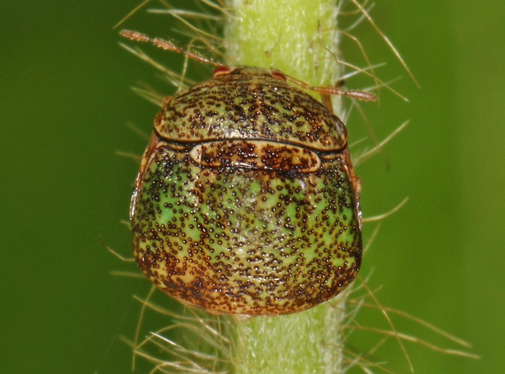 Geographic Hotspots Where Battles Are Fiercest (image credits: flickr)