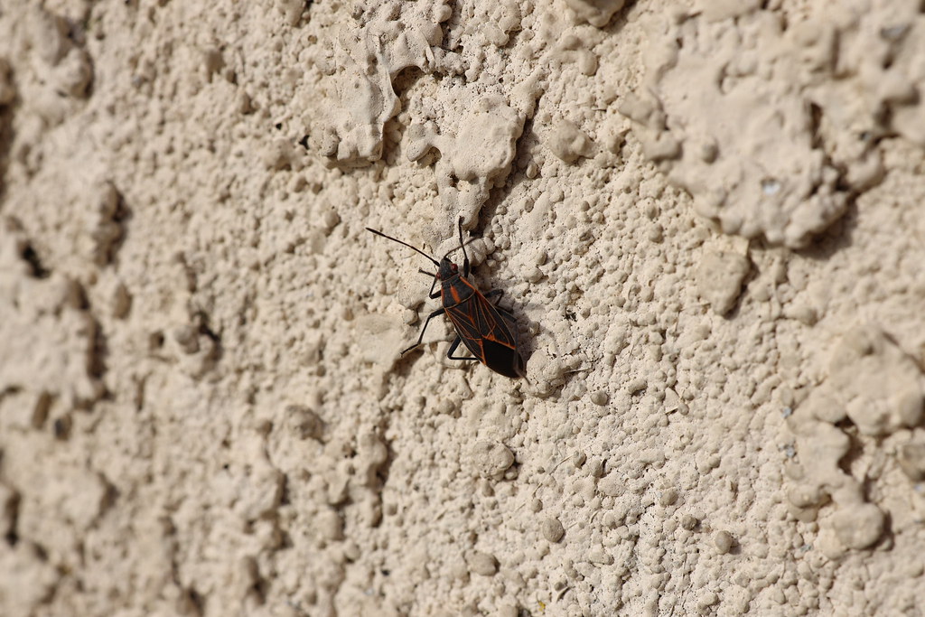 How Architecture Influences Invasion Intensity (image credits: flickr)