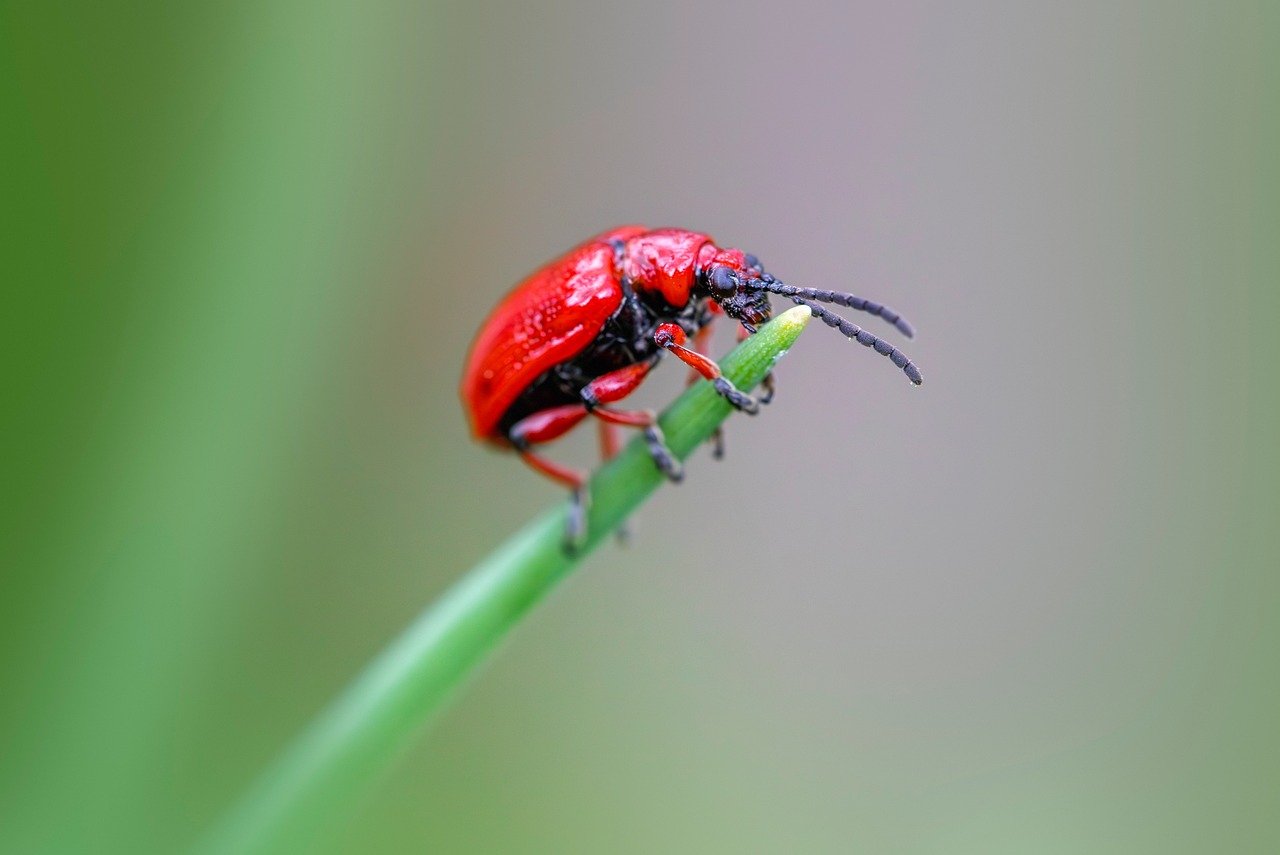 Prevention Strategies for Next Spring (image credits: pixabay)