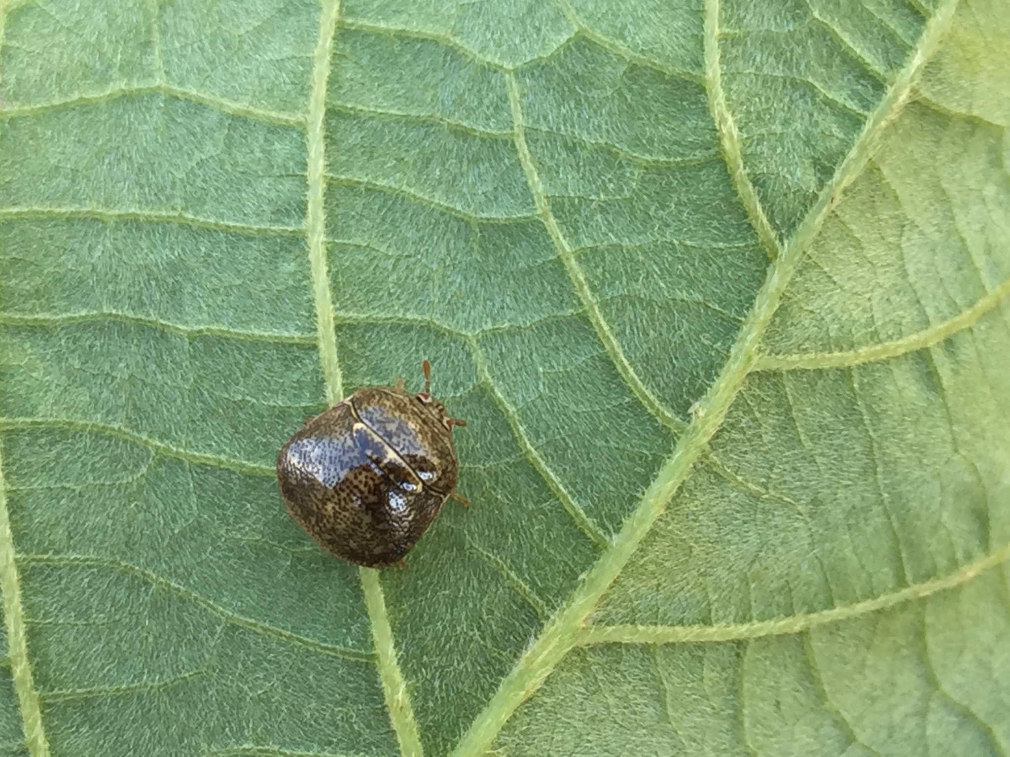 Understanding the Long-term Outlook (image credits: wikimedia)