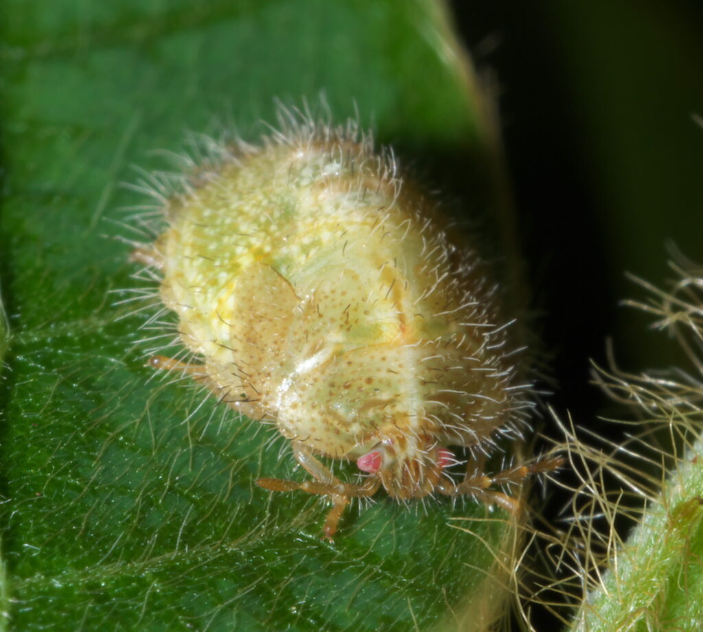 Why Southeast Homes Battle Kudzu Bugs in Spring