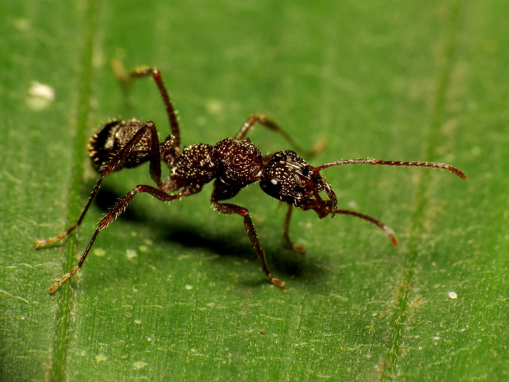 A Spider's Dilemma: The Ant Problem (image credits: flickr)