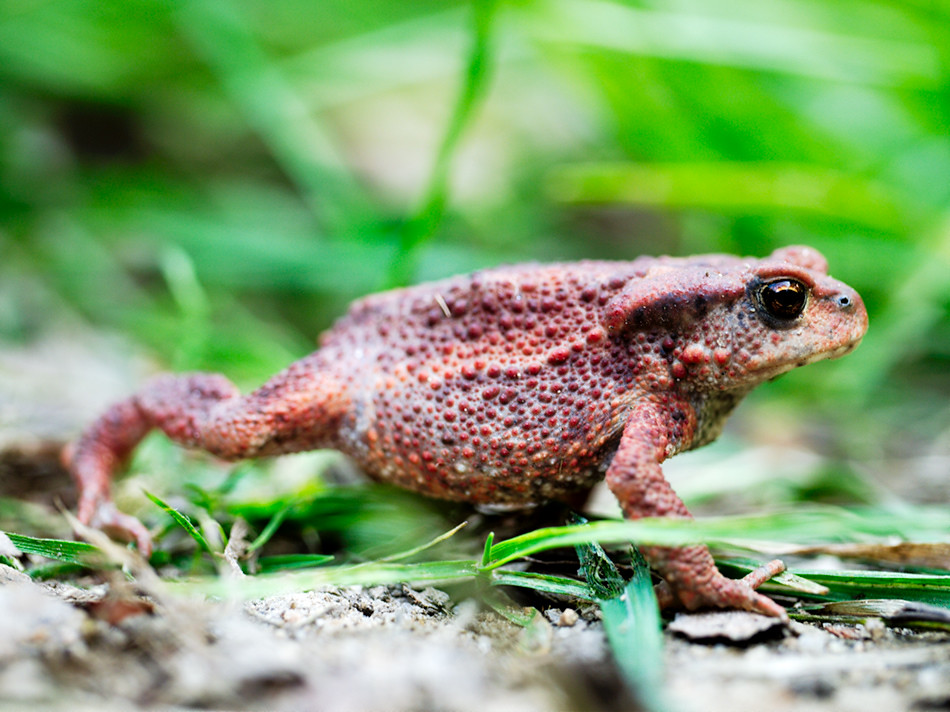 The Frog's Feast: Turning Threats into Dinner (image credits: flickr)