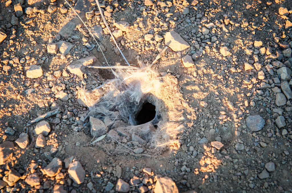 Home Sweet Burrow: Shared Living Arrangements (image credits: flickr)