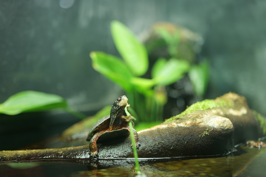 Evolutionary Advantages: Why This Partnership Persists (image credits: unsplash)