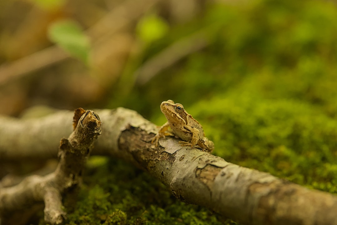 Beyond the Amazon: Similar Partnerships Worldwide (image credits: unsplash)