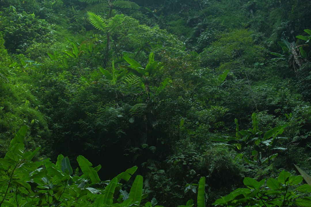 The Role of Environment: Why Rainforests Foster Strange Alliances (image credits: unsplash)