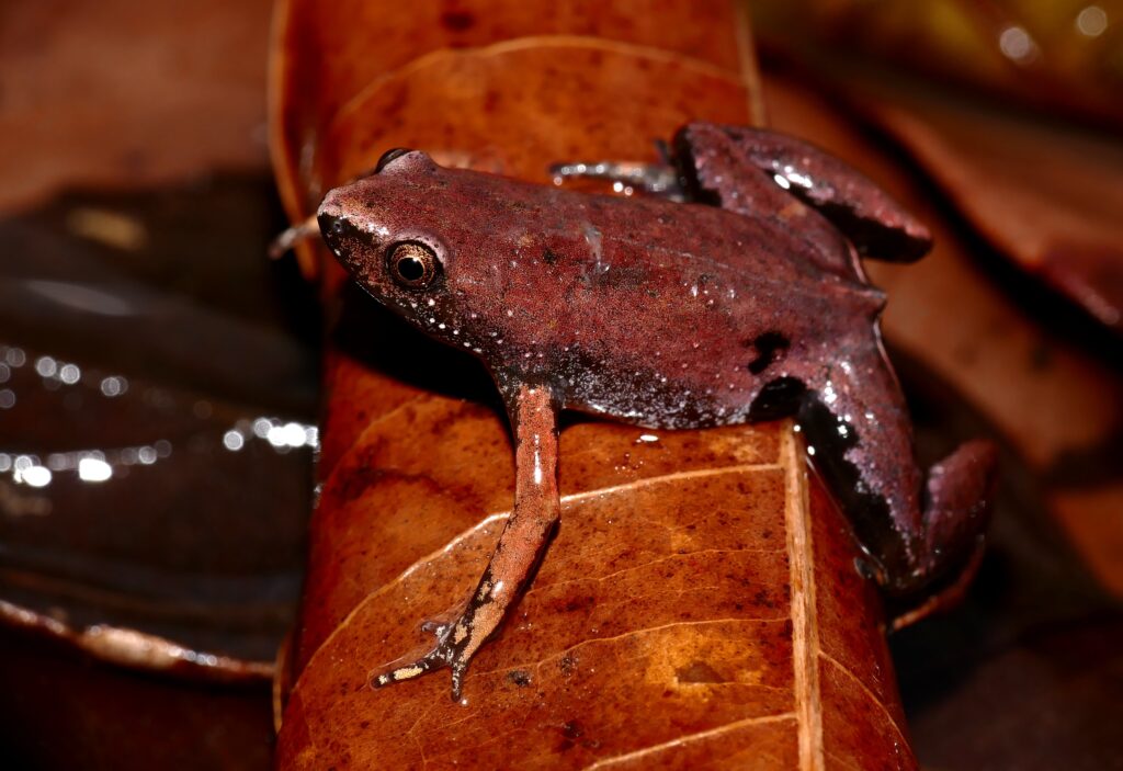 Tiny Frogs, Giant Spiders, and a Surprisingly Wholesome Alliance