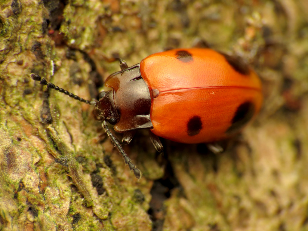 The Dark Side of Nature's Cutest Beetle (image credits: flickr)