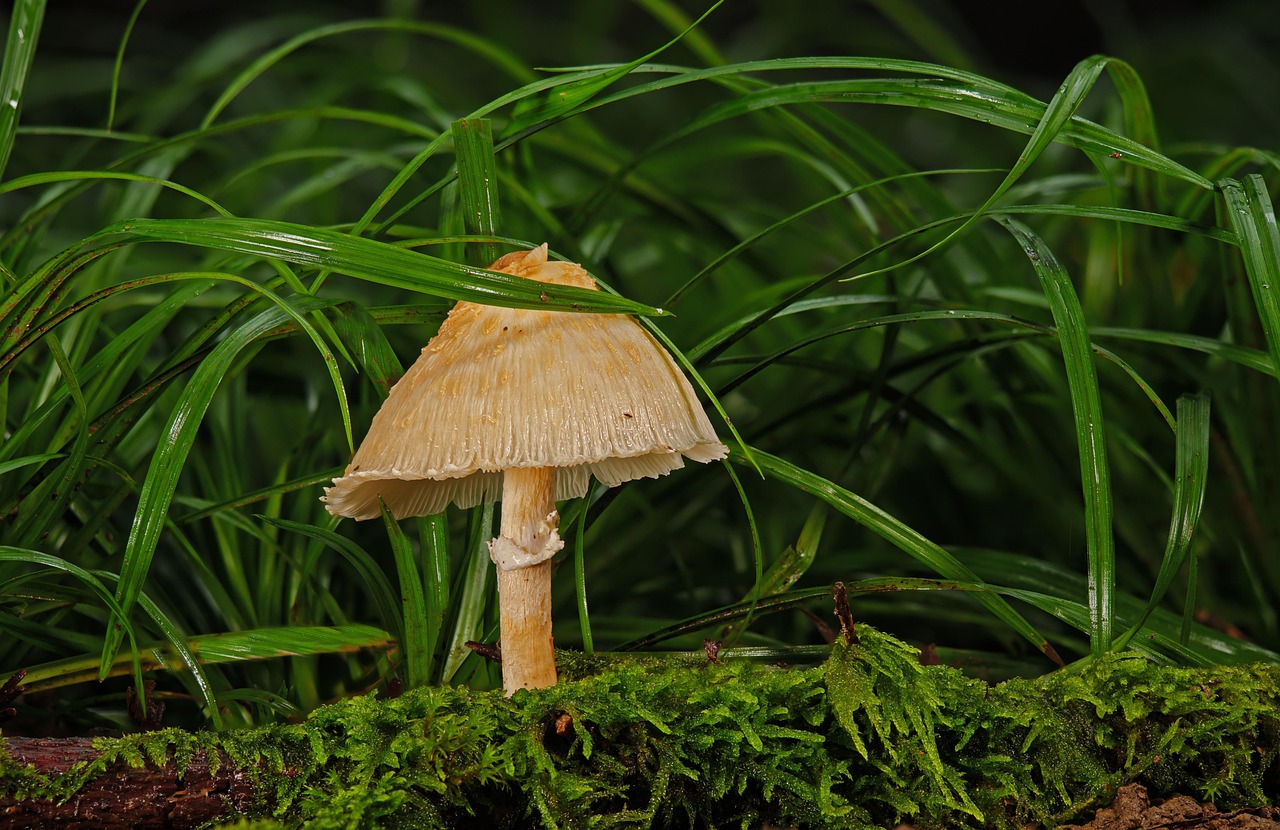 Meet the Fungal Farmers: Species That Break the Mold (image credits: pixabay)