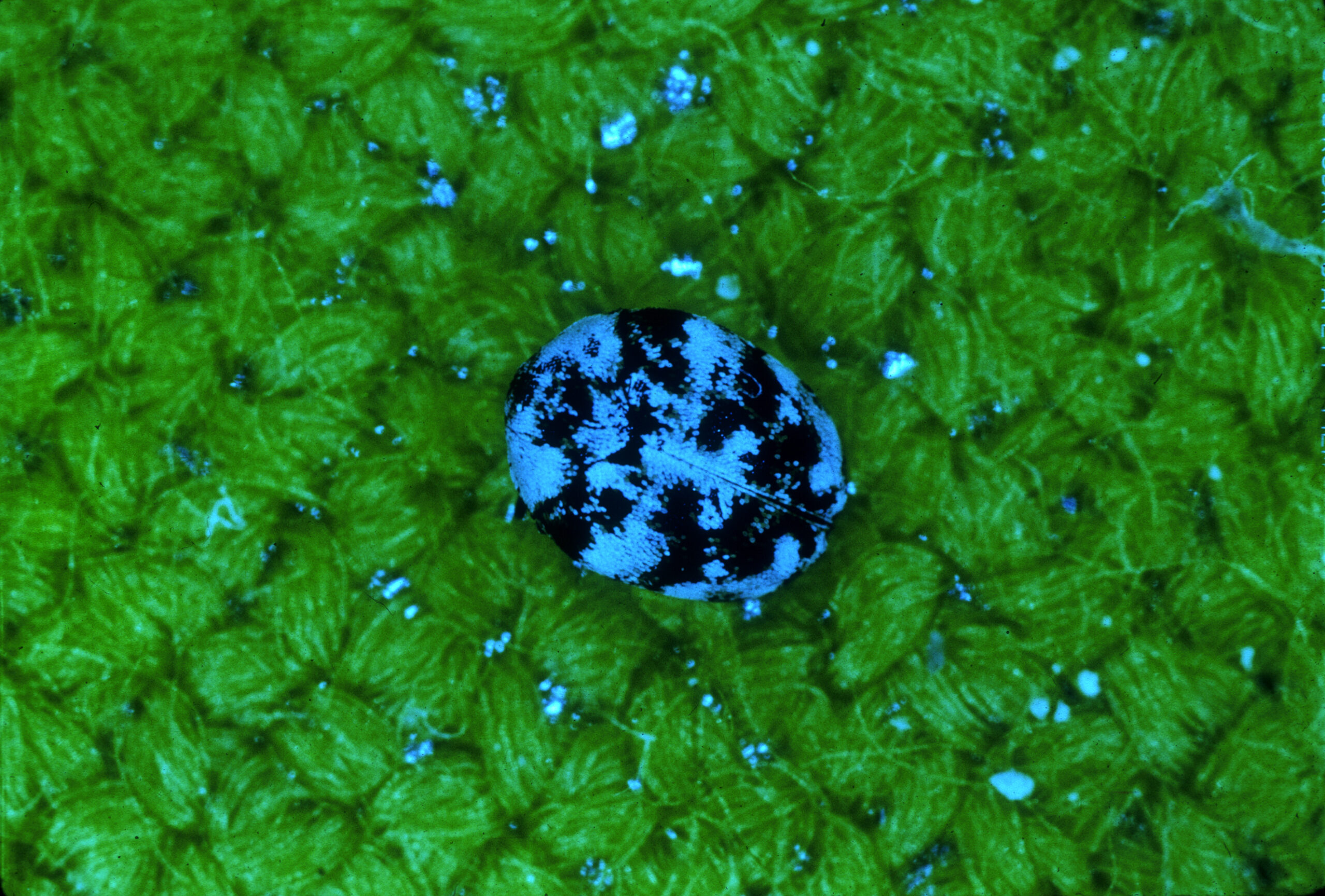 Agricultural Nightmares: When Ladybugs Turn Bad (image credits: wikimedia)