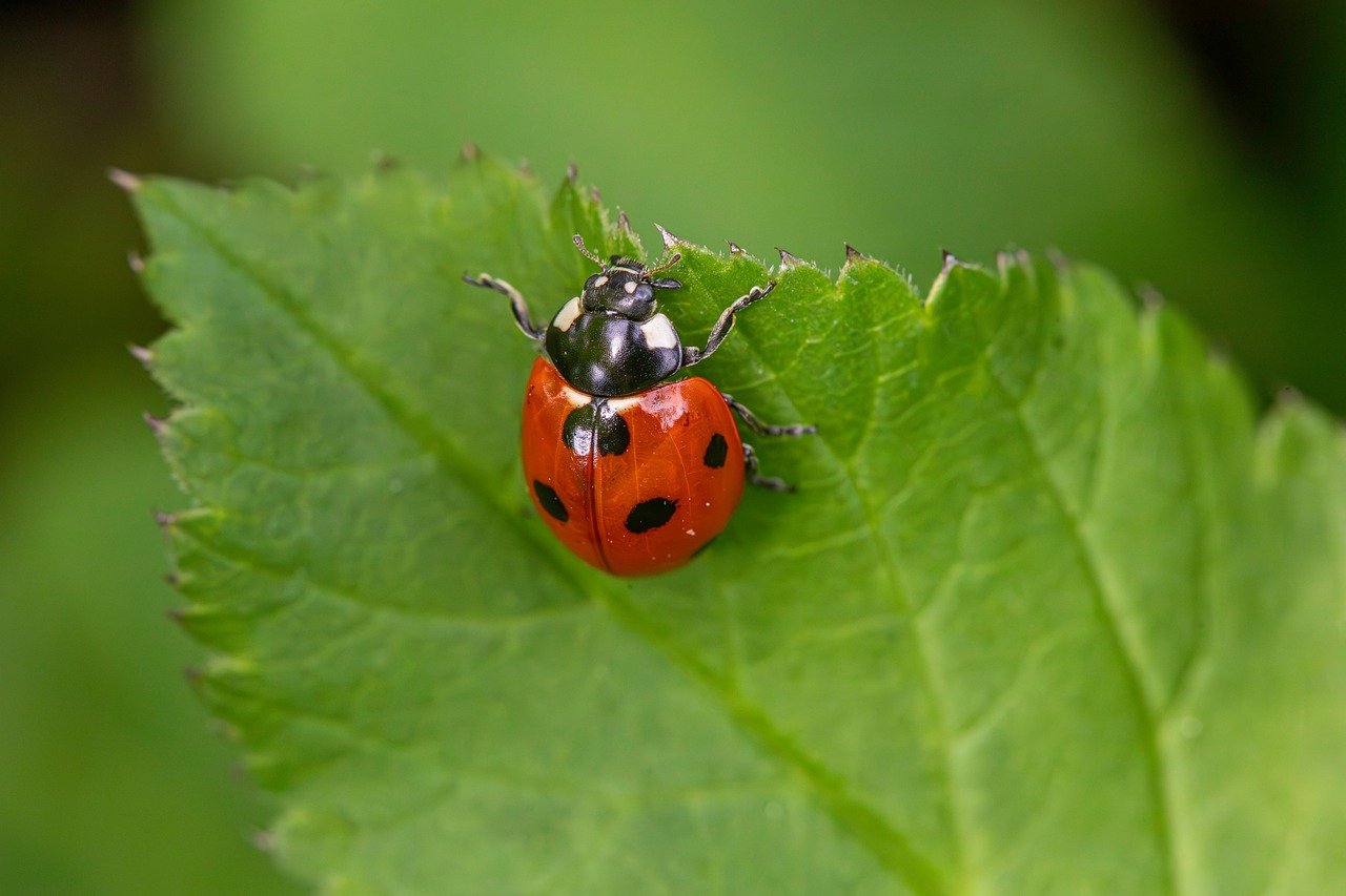 Geographic Hotspots: Where Rogue Ladybugs Thrive (image credits: pixabay)
