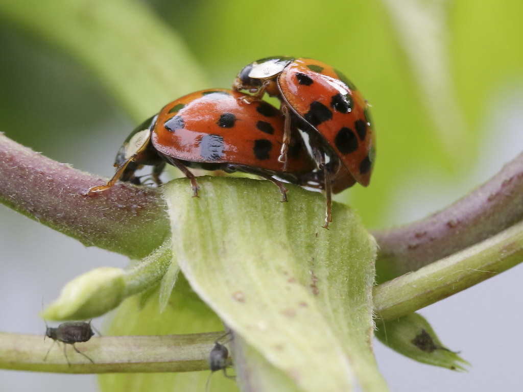 Impact on Native Ecosystems (image credits: flickr)