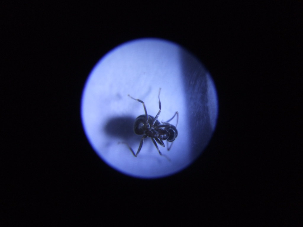 The Microscopic World That Defies Our Tools (image credits: flickr)