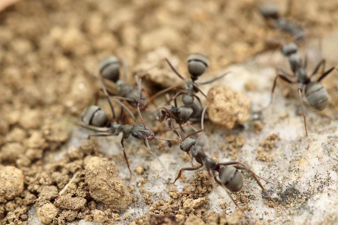 The Speed of Ant Decision-Making (image credits: unsplash)