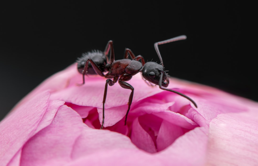 The Problem of Anthropomorphism (image credits: unsplash)