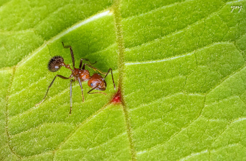 The Mystery of Ant Individuality (image credits: flickr)