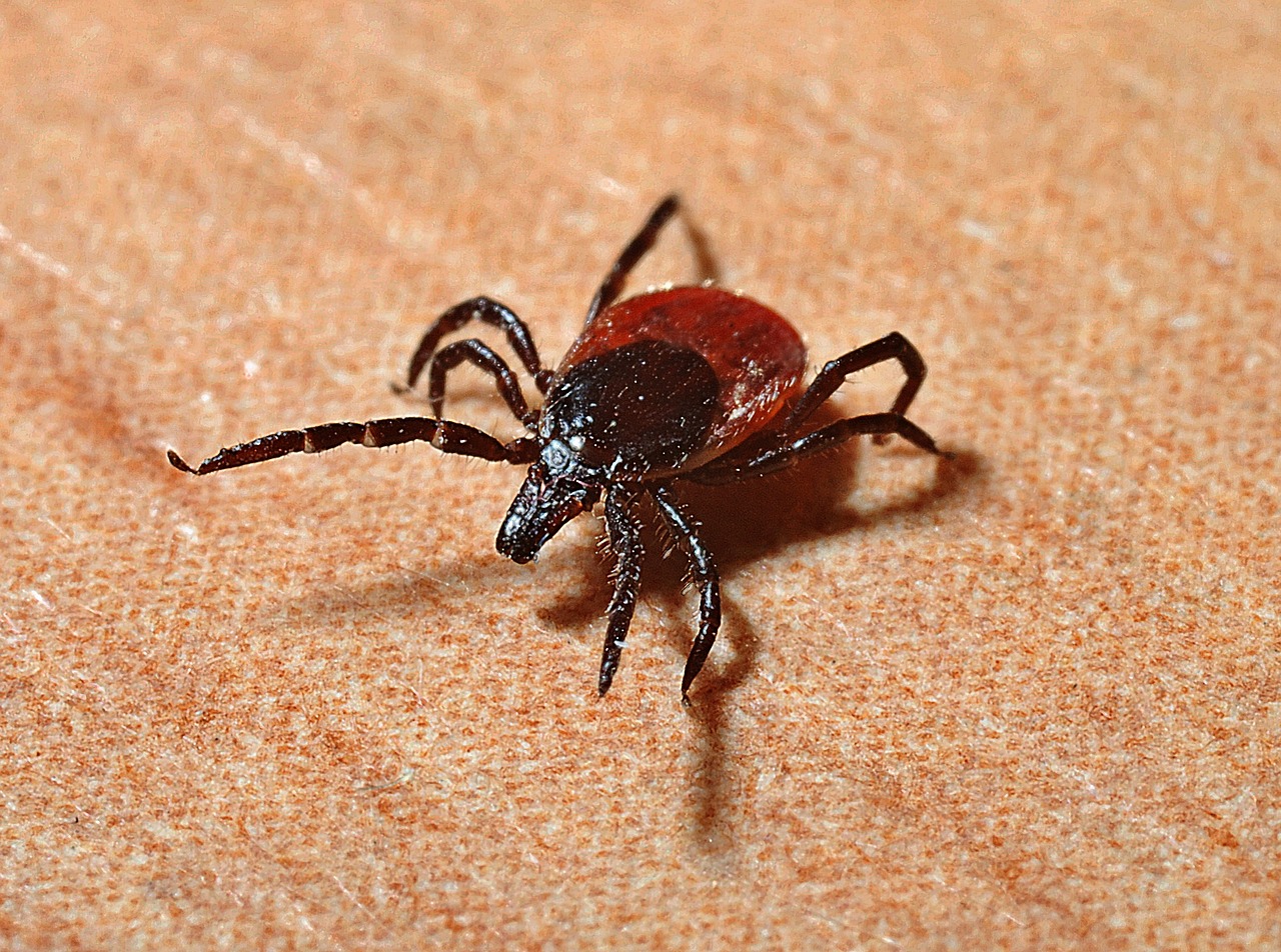 The Microscopic Menace You Can't See Coming (image credits: pixabay)