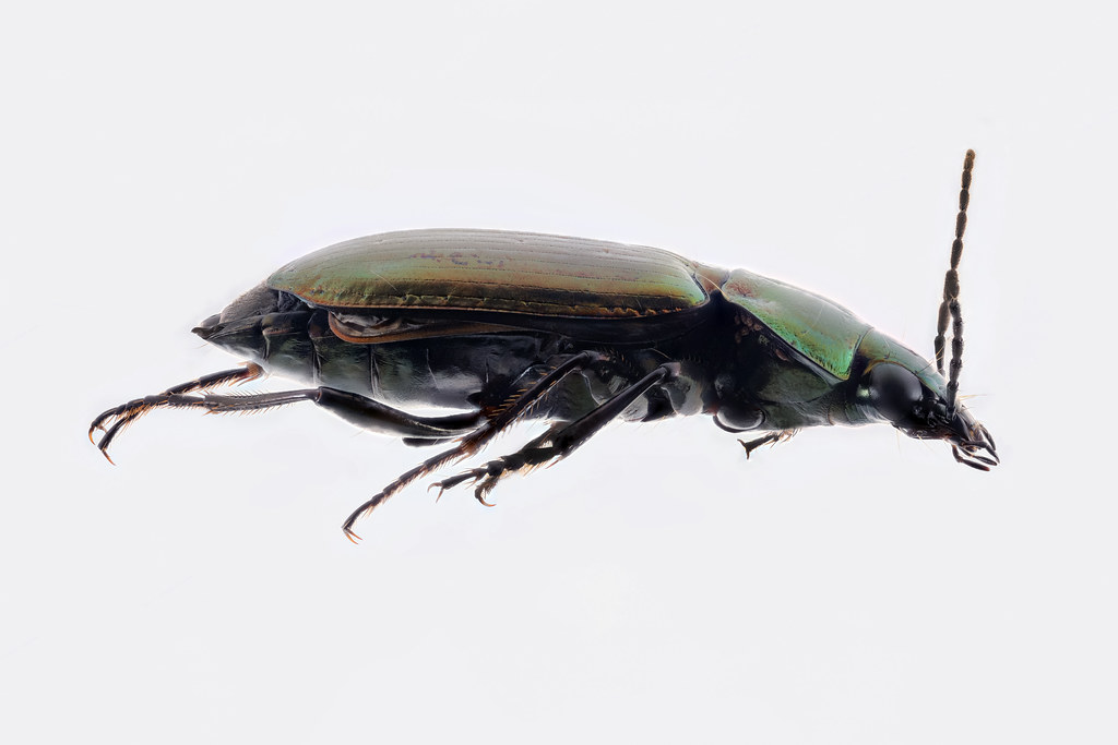 Environmental Hotspots: Where Mites Thrive (image credits: flickr)