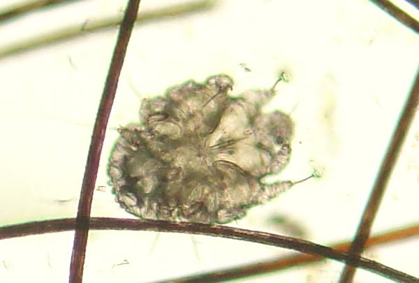 The Future of Mite Management (image credits: wikimedia)