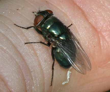 The Ancient Origins of Maggot Therapy (image credits: wikimedia)