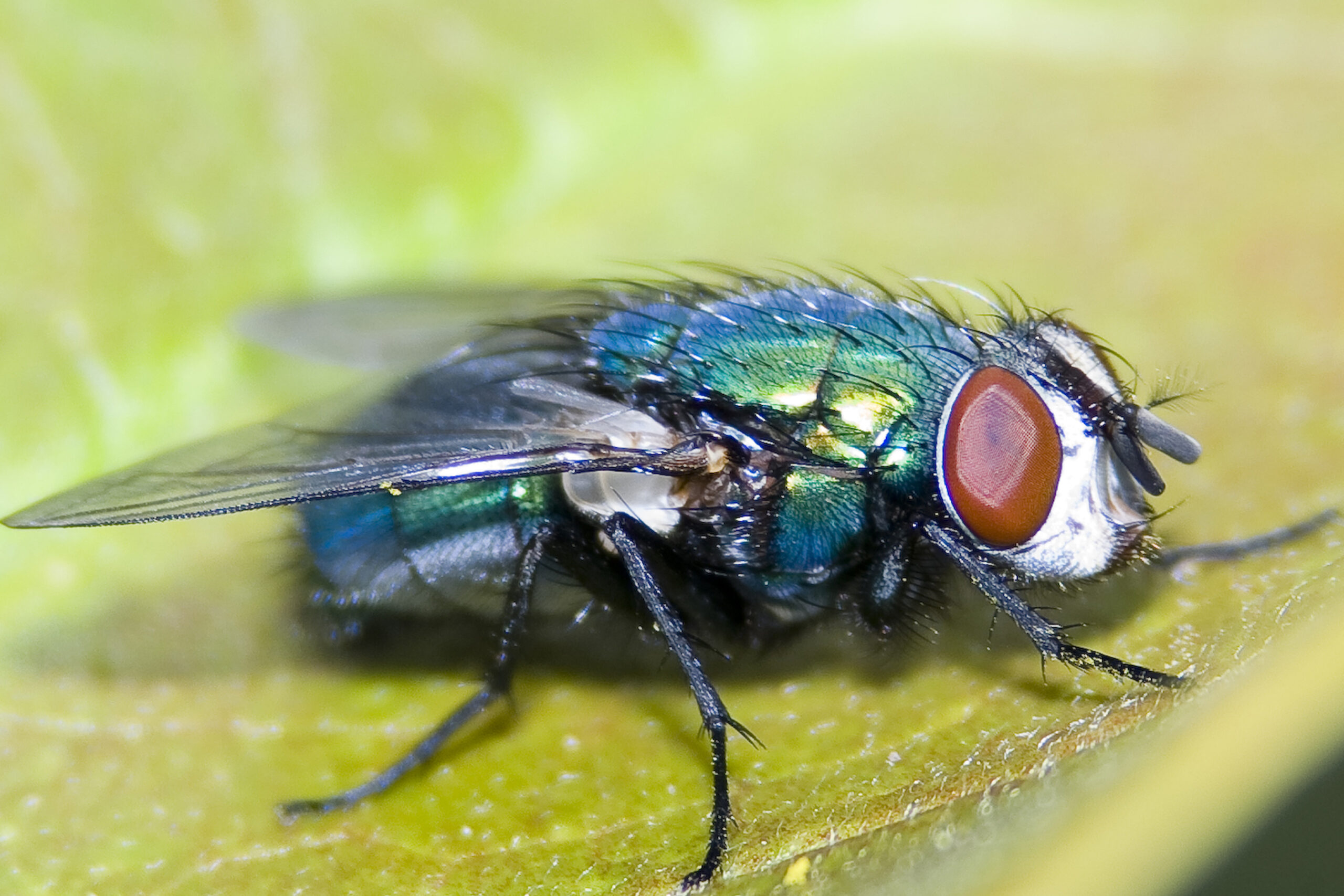 The Antimicrobial Properties of Maggot Secretions (image credits: wikimedia)
