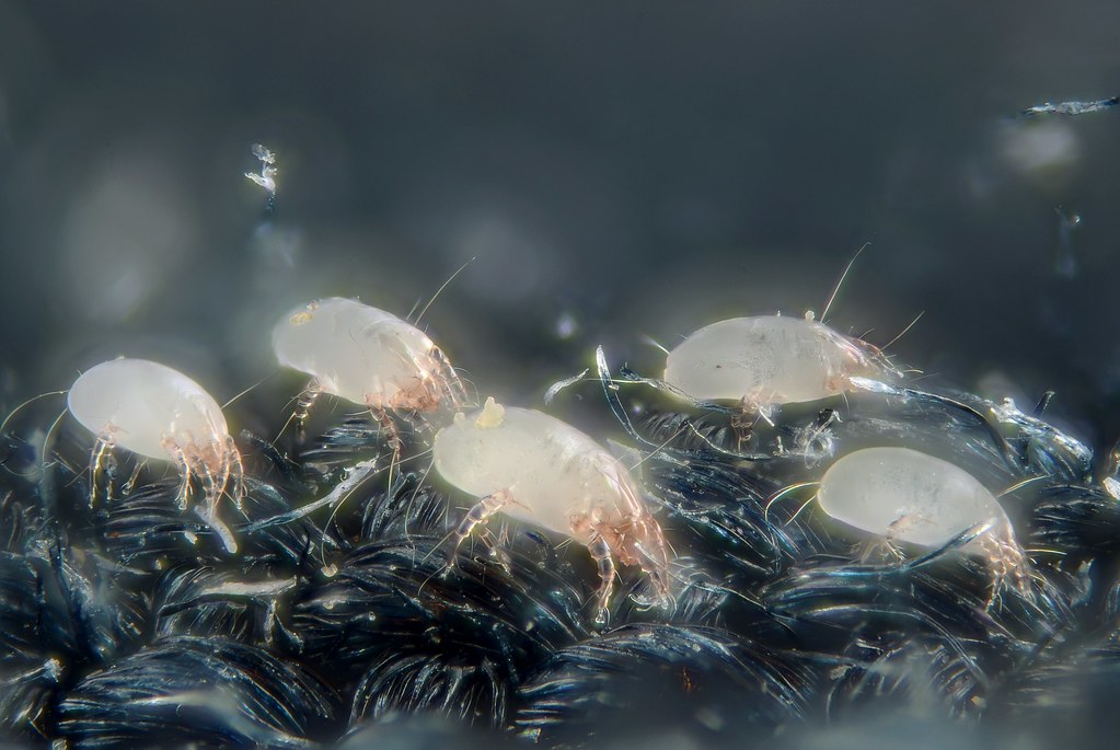 The Hidden Ecosystem Living in Your Cushions (image credits: flickr)