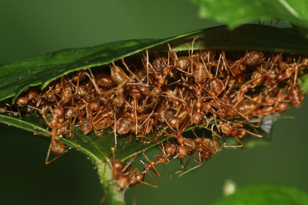 Moisture Levels That Make Bugs Feel at Home (image credits: unsplash)