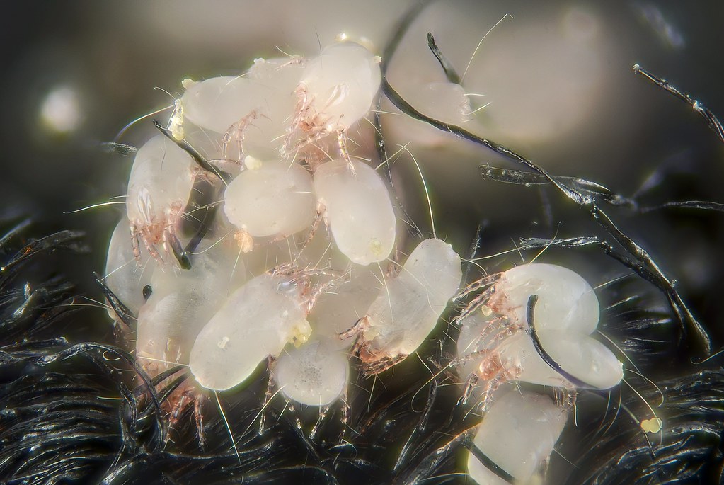 The Science Behind Dust Mite Populations (image credits: flickr)