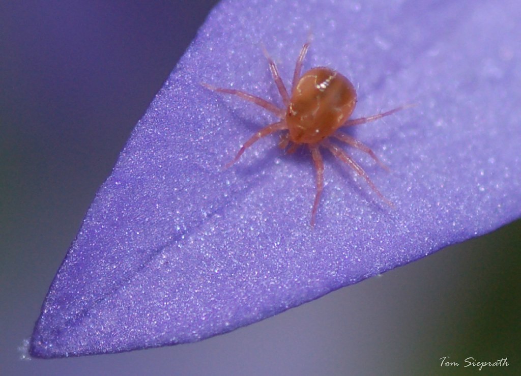 Chemical Attractants You're Unknowingly Releasing (image credits: flickr)