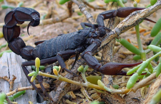 The Ancient Pharmacy Hidden in Nature's Arsenal (image credits: wikimedia)