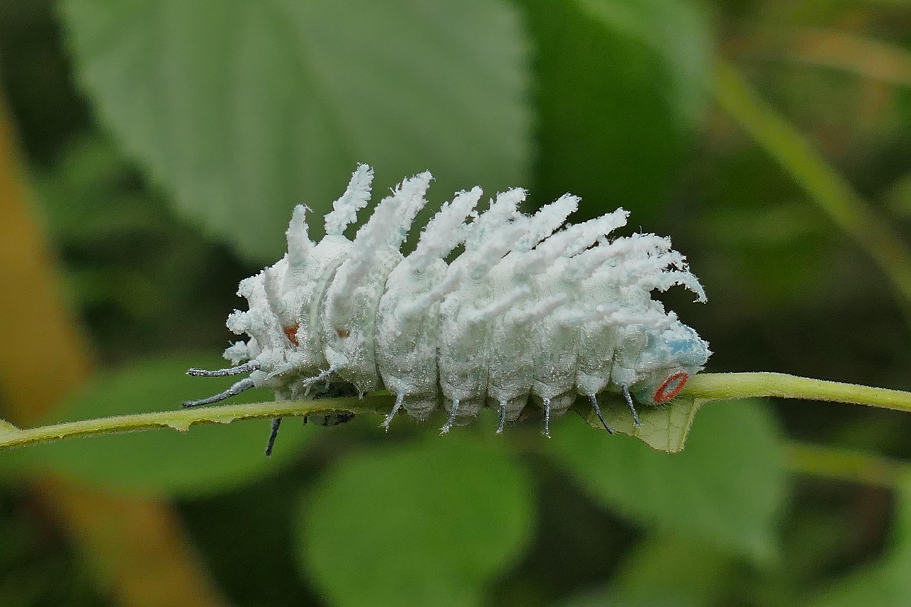 The Caterpillar's Tragic Transformation (image credits: pixabay)