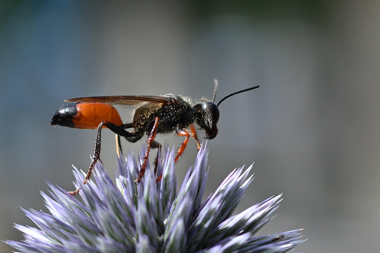 The Evolutionary Arms Race (image credits: pixabay)