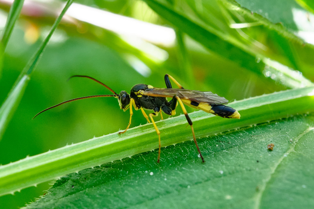 The Bug That Becomes a Nursery for Its Killer's Offspring