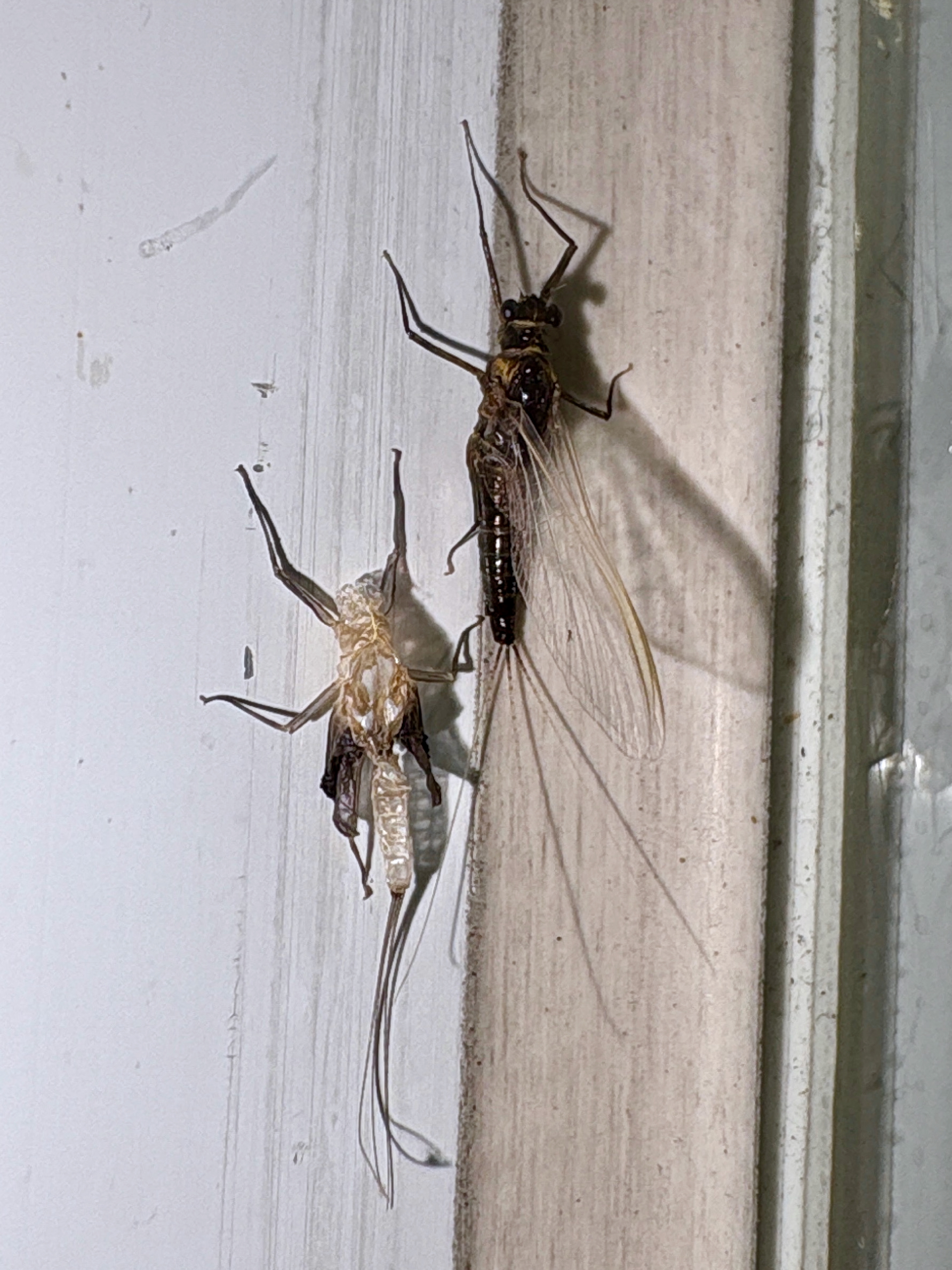 The Molting Marathon (image credits: wikimedia)