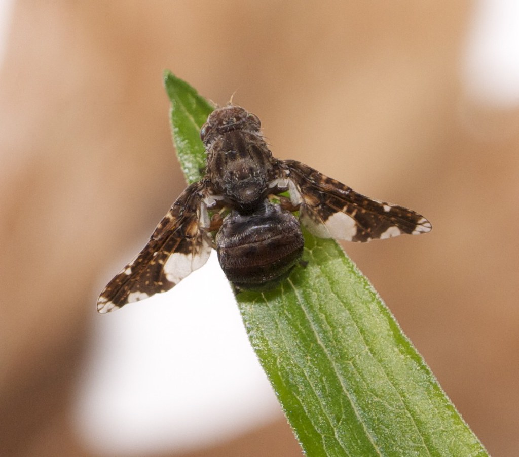 Canadian Goldenrod Gall Fly: The Tiny Tough Guy (image credits: flickr)