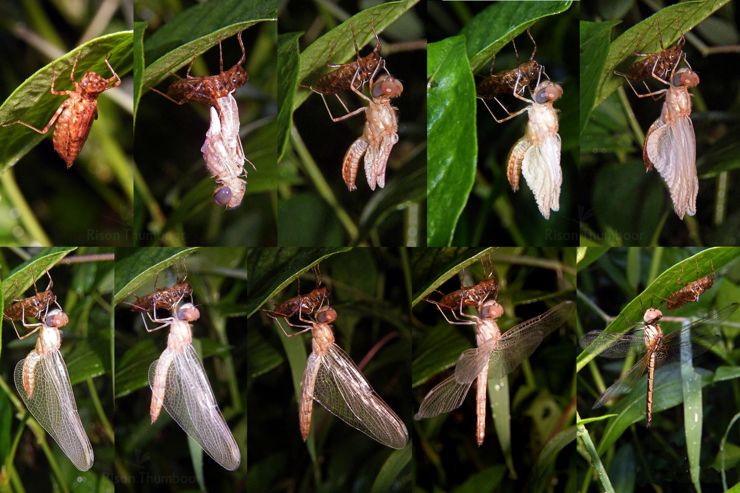 The Dramatic Transformation (image credits: wikimedia)