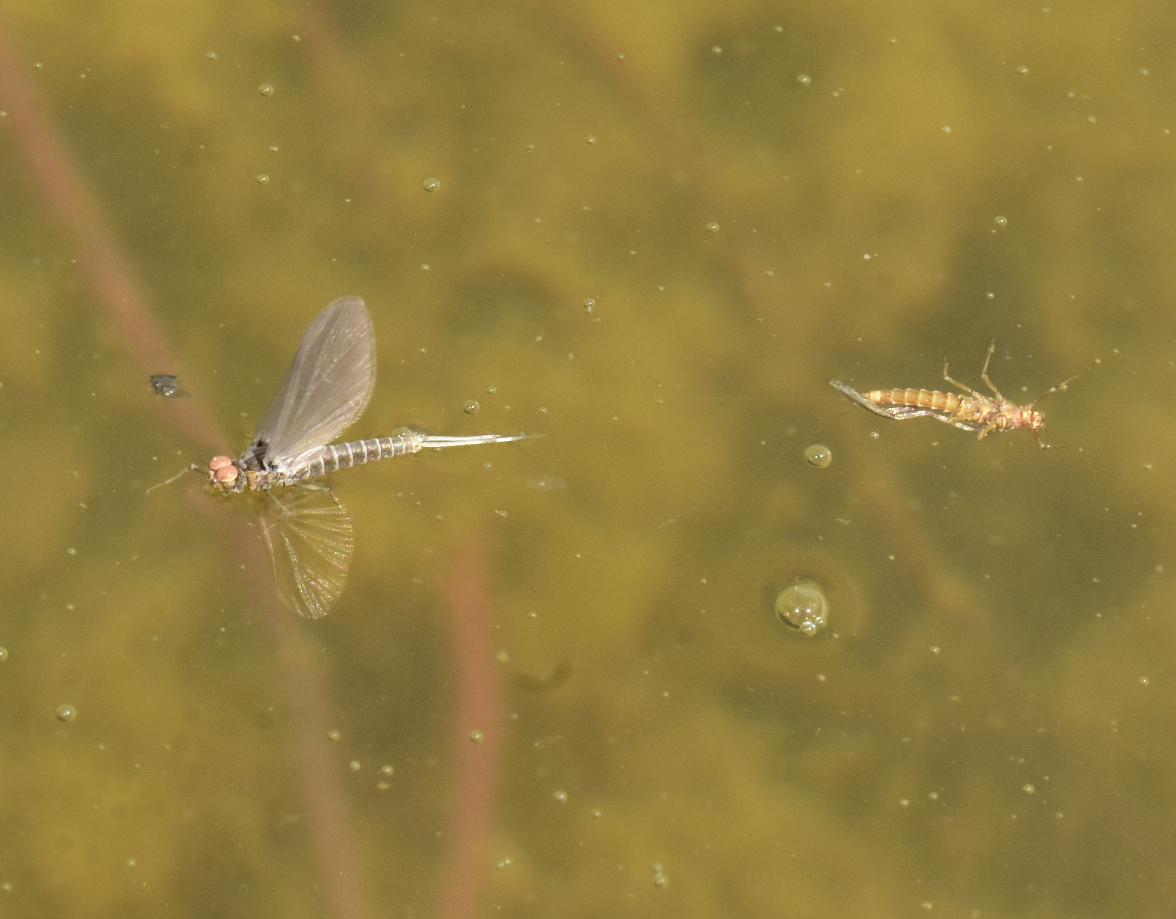 The Egg-Laying Mission (image credits: wikimedia)