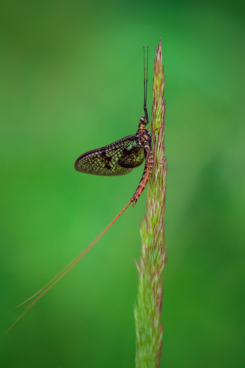 Ecological Importance (image credits: pixabay)