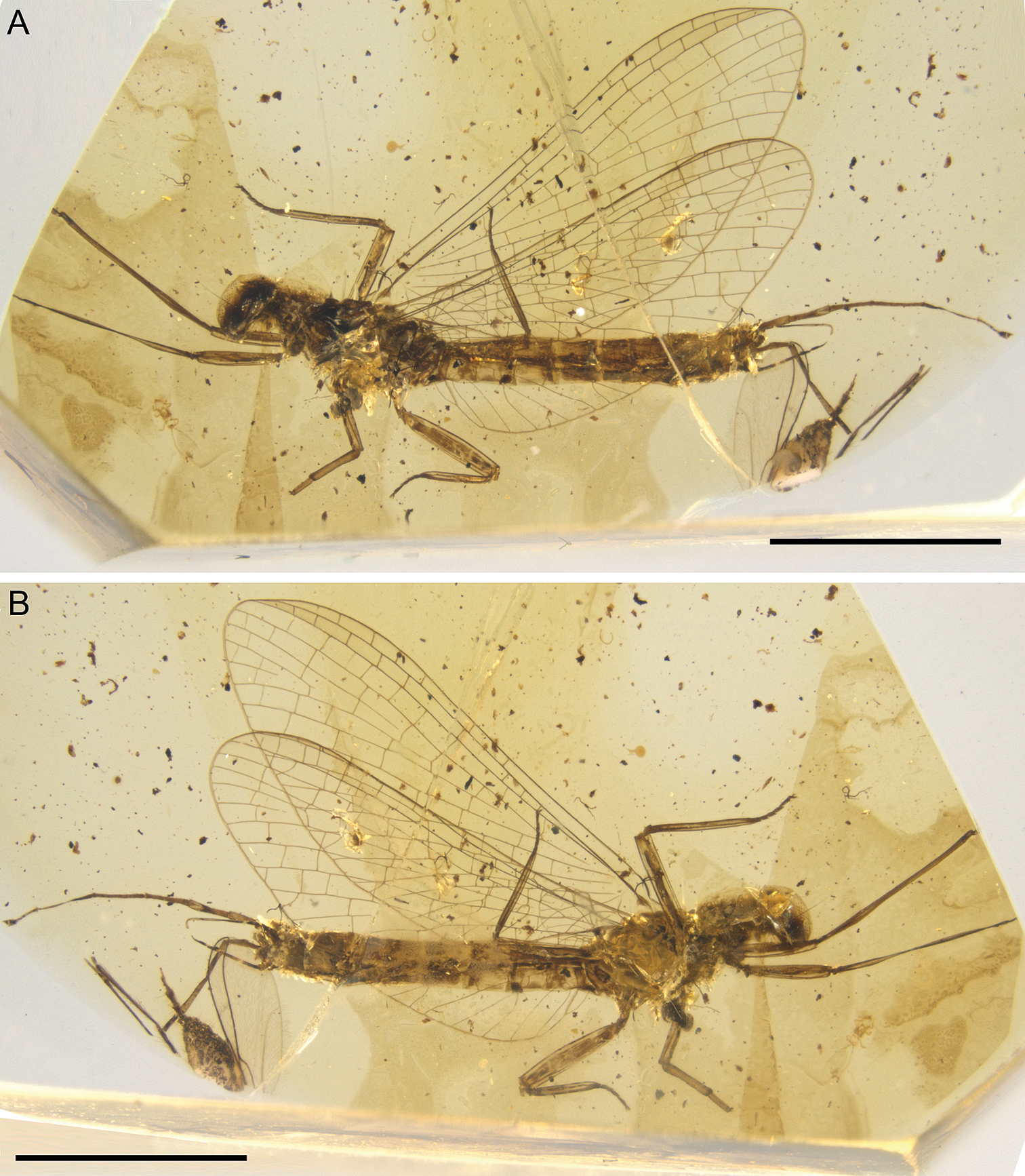 Ancient Survivors (image credits: wikimedia)
