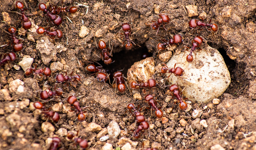 The Hidden Networks Beneath Our Feet (image credits: flickr)