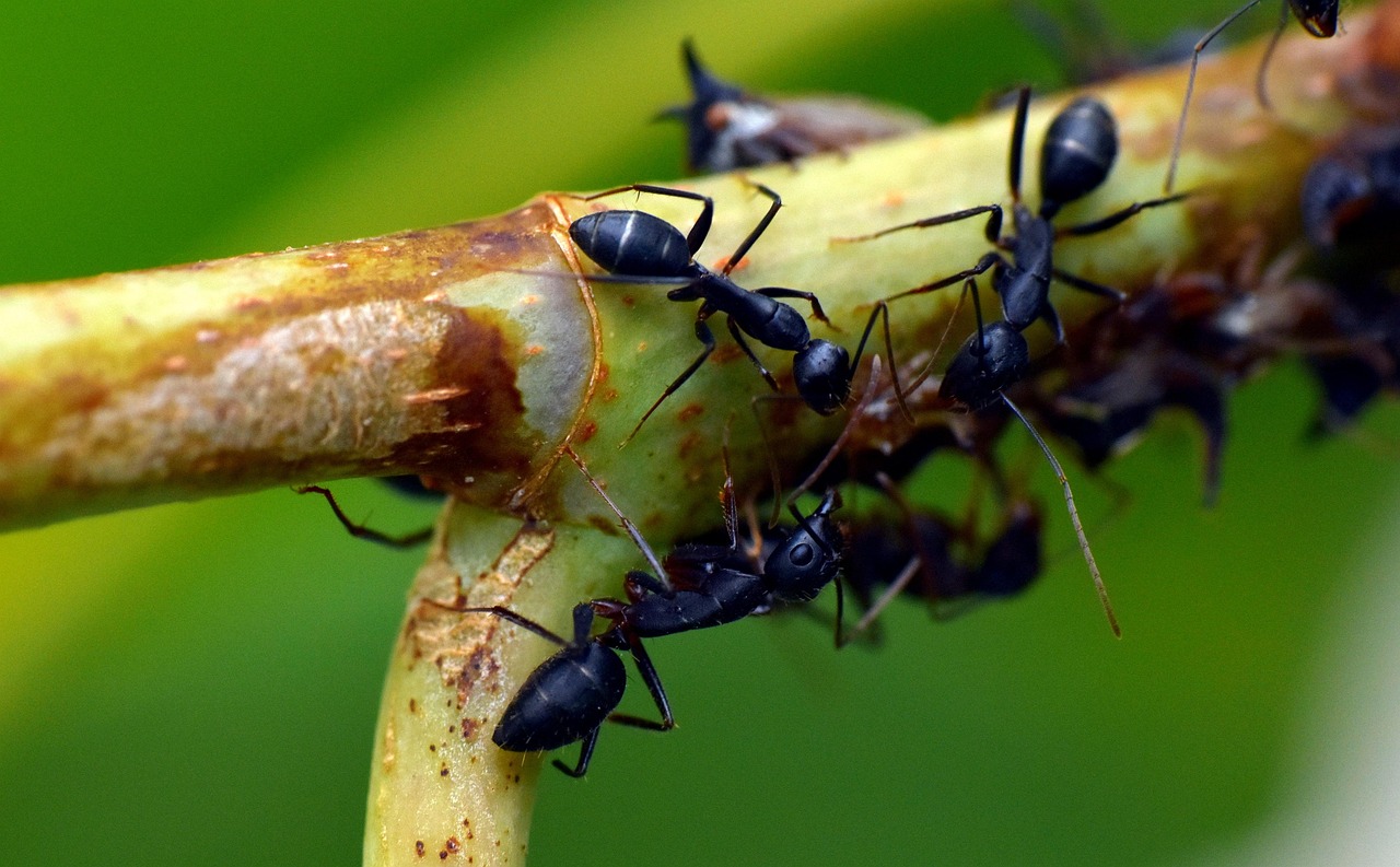 Lessons from Nature's Largest Societies (image credits: pixabay)