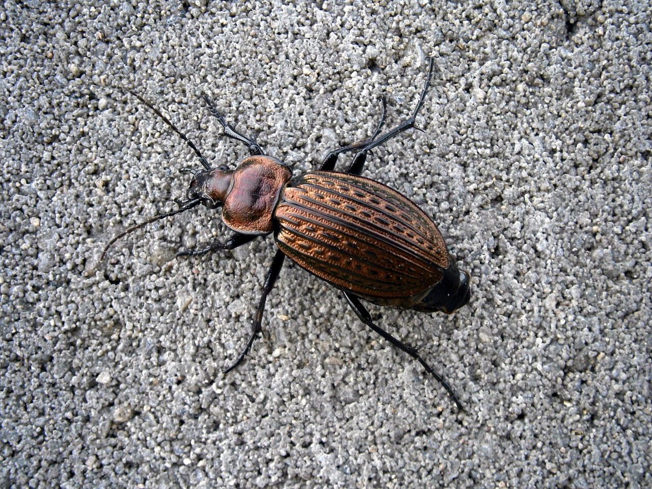 Ground Beetles: The Nighttime Guardians of Your Garden (image credits: pixabay)