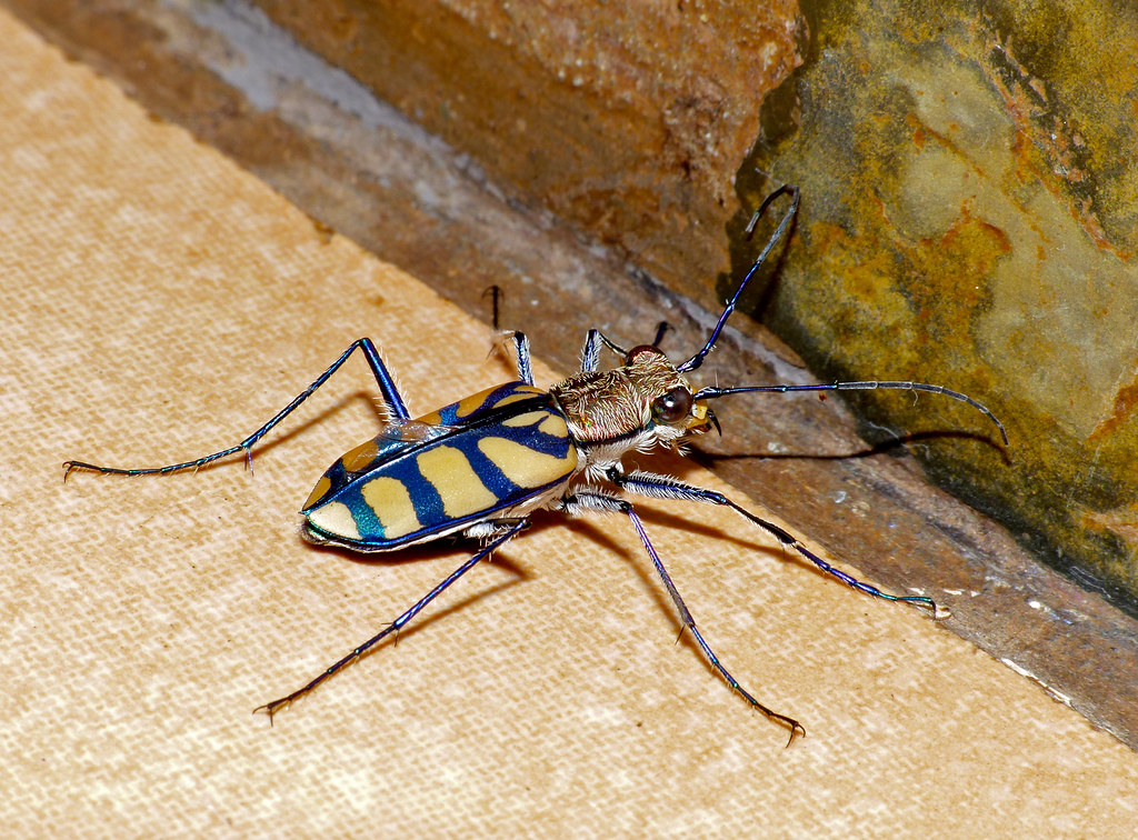 The Mystery That's Bugging Everyone (image credits: flickr)